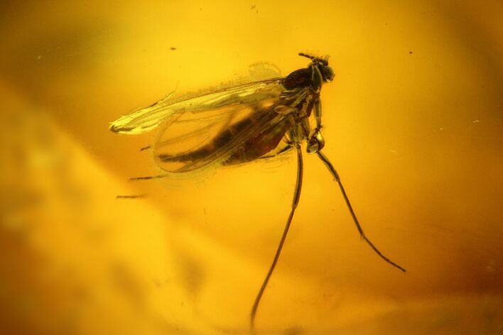 Fossil Fly (Diptera) In Baltic Amber #183607